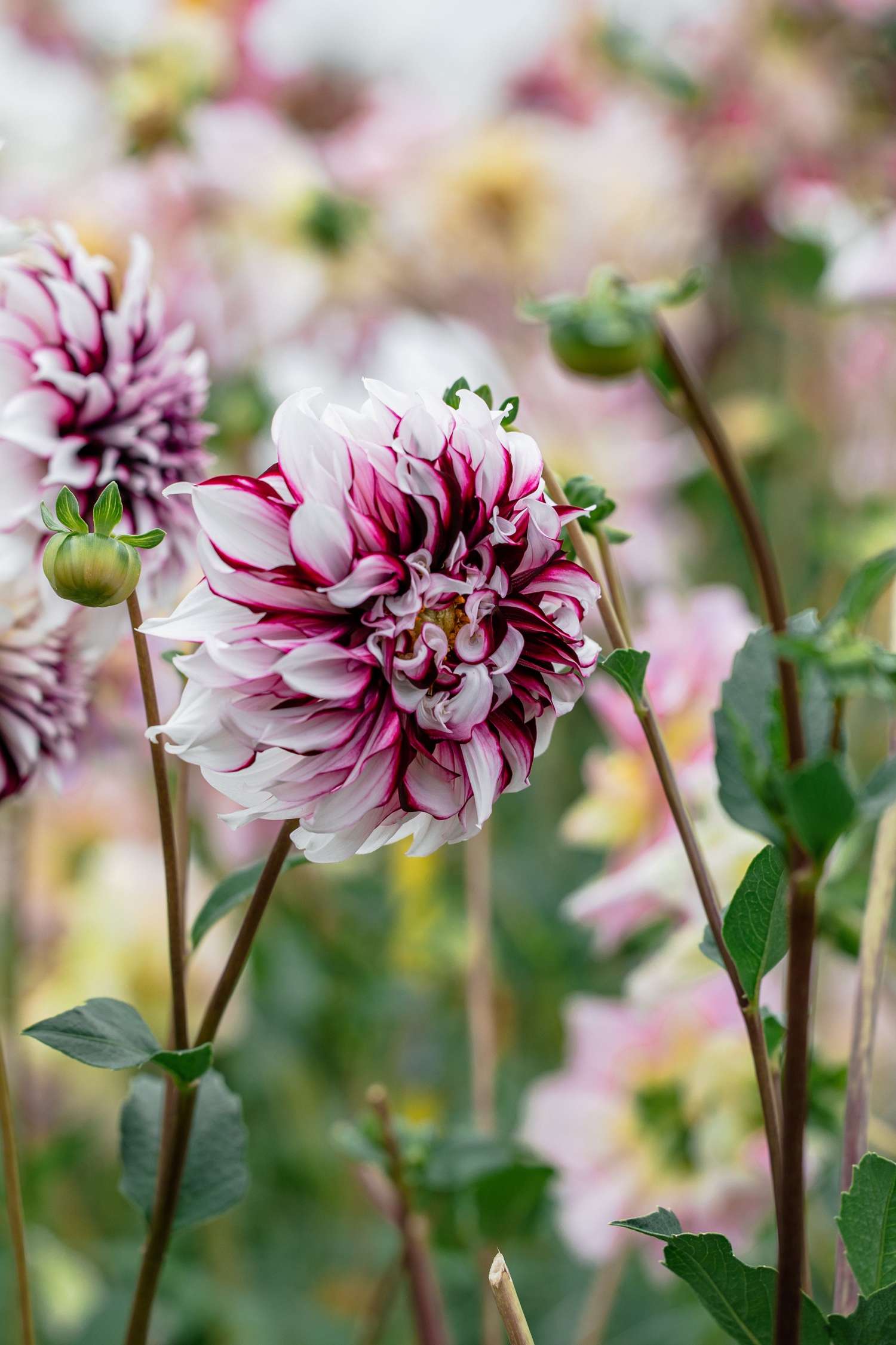 Dahlia 'Tartan'